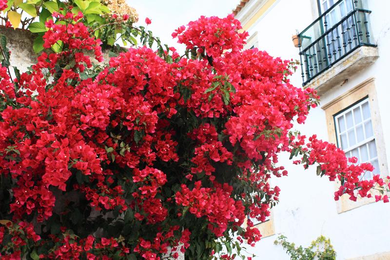317-Obidos,29 agosto 2012.JPG